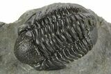 Detailed Gerastos Trilobite Fossil - Morocco #377248-3